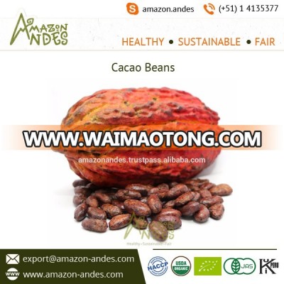 High Quality Sun Dried Raw Cacao Beans